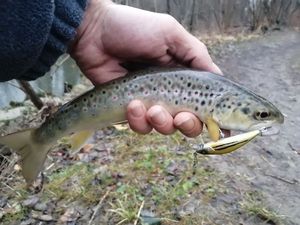 Brown Trout