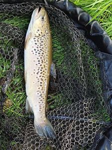 Brown Trout