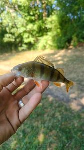 European Perch