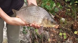 Common Carp