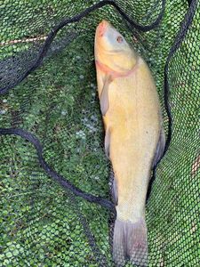 Tench