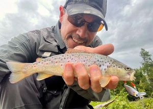 Brown Trout