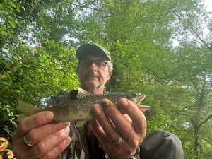 Brown Trout