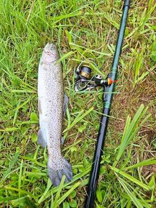 Rainbow Trout
