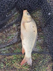 Crucian Carp