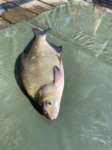 Tench