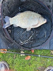 Crucian Carp
