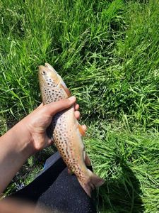 Brown Trout