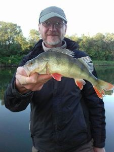 European Perch