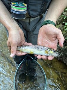 Brown Trout