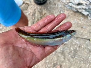 Mediterranean Rainbow Wrasse