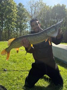 Northern Pike