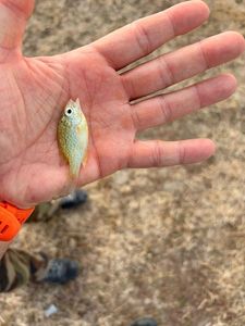 Green Sunfish
