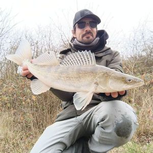 Zander