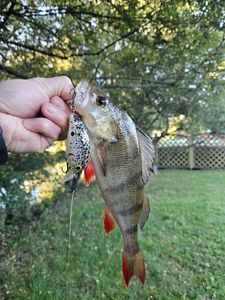 European Perch