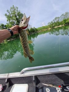 Northern Pike