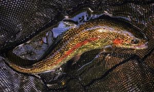 Rainbow Trout