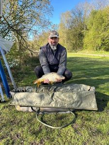 Common Carp