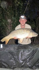 Common Carp