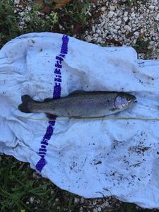 Rainbow Trout