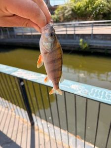European Perch