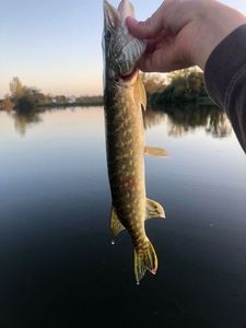 Northern Pike
