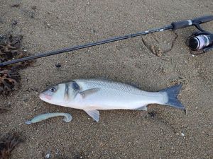 European Bass (Seabass)