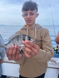 Black Seabream