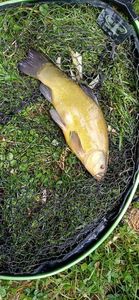 Tench