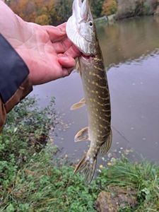 Northern Pike