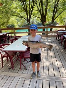 Rainbow Trout