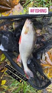 European Perch