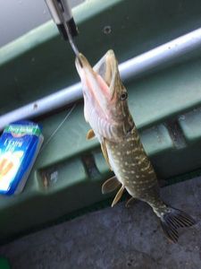Northern Pike