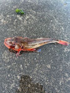 Grey Gurnard