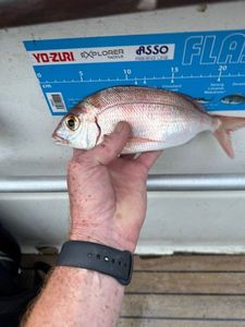 Blackspot Seabream
