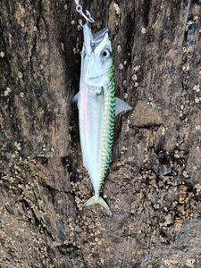 Mackerel