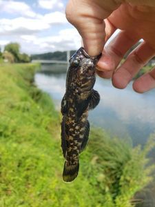 Round Goby