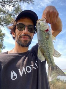 Largemouth Bass