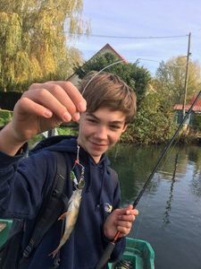 European Perch