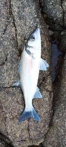 European Bass (Seabass)