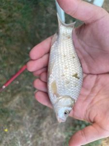 Crucian Carp