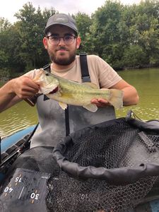 Largemouth Bass