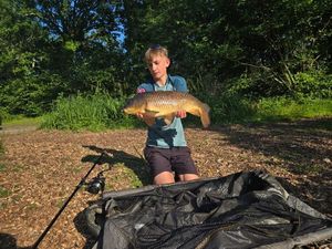 Common Carp