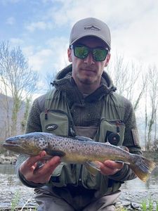 Brown Trout