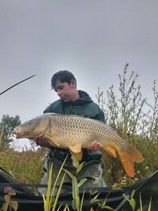 Common Carp