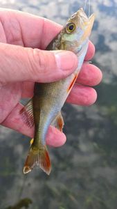 European Perch
