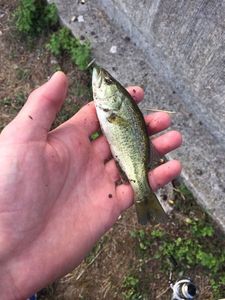 Smallmouth Bass