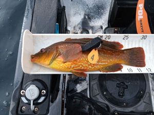 Ballan Wrasse
