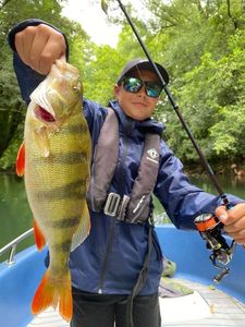 European Perch