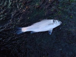 European Bass (Seabass)